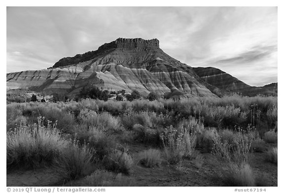 Shrubs and butte, Old Pahrea. Grand Staircase Escalante National Monument, Utah, USA (black and white)
