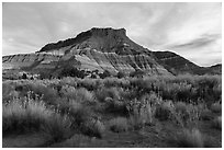 Shrubs and butte, Old Pahrea. Grand Staircase Escalante National Monument, Utah, USA ( black and white)