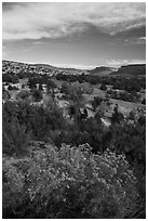 Shrubs and Comb Ridge. Bears Ears National Monument, Utah, USA ( black and white)