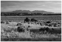 Hatch Point Plateau, cliffs and mountains. Bears Ears National Monument, Utah, USA ( black and white)