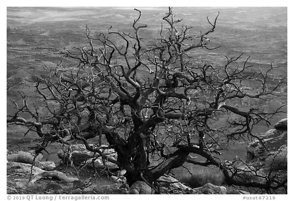 Dead juniper on canyon rim, Needles Overlook. Bears Ears National Monument, Utah, USA (black and white)