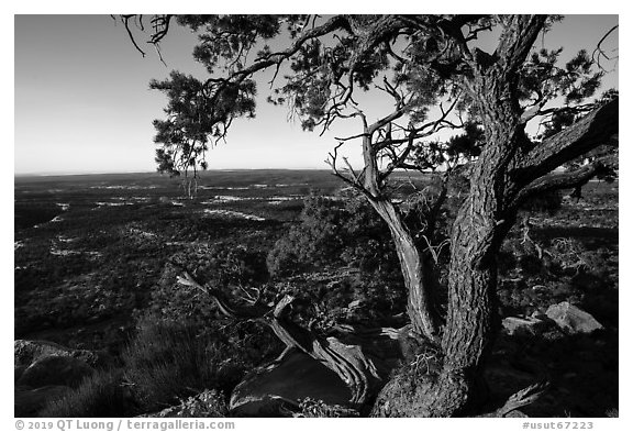 Juniper tree and Cedar Mesa from Salvation Knoll. Bears Ears National Monument, Utah, USA (black and white)