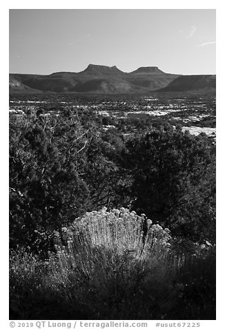 Bears Ears from Natural Bridges National Monument. Bears Ears National Monument, Utah, USA (black and white)