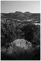 Bears Ears from Natural Bridges National Monument. Bears Ears National Monument, Utah, USA ( black and white)