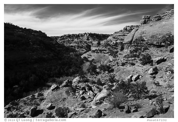 Road Canyon from rim. Bears Ears National Monument, Utah, USA (black and white)