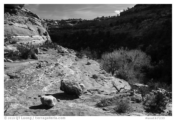 Road Canyon. Bears Ears National Monument, Utah, USA (black and white)