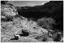 Road Canyon. Bears Ears National Monument, Utah, USA ( black and white)