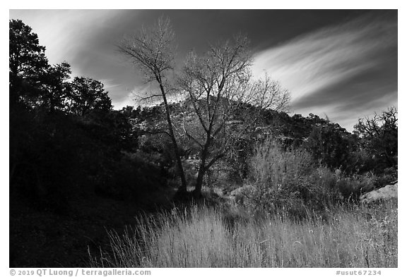 Grasses and trees in Road Canyon, late fall. Bears Ears National Monument, Utah, USA (black and white)