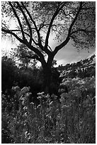 Blooms and cottonwood in late fall, Road Canyon. Bears Ears National Monument, Utah, USA ( black and white)