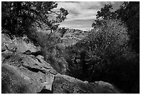 Road Canyon in late autumn. Bears Ears National Monument, Utah, USA ( black and white)