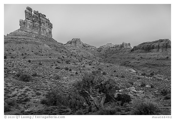 Juniper, mesas and buttes at dawn, Valley of the Gods. Bears Ears National Monument, Utah, USA