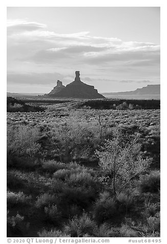 Trees in autumn foliage and spires, Valley of the Gods. Bears Ears National Monument, Utah, USA