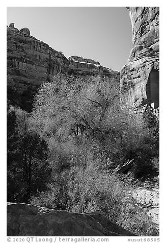 Tree with autumn foliage and cliffs, Bullet Canyon. Bears Ears National Monument, Utah, USA (black and white)