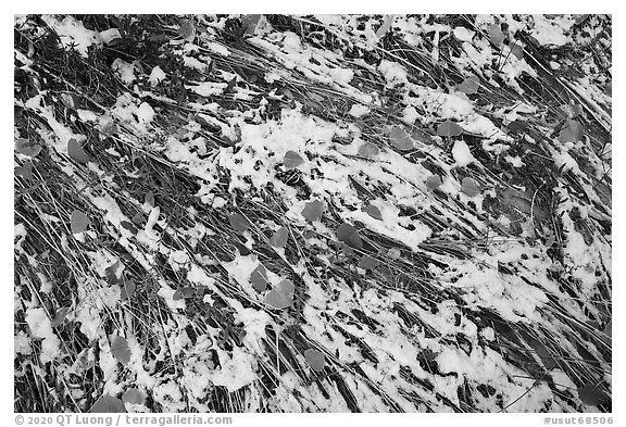 Close up of grasses flattened by flash flood, snow, and fallen leaves. Bears Ears National Monument, Utah, USA (black and white)