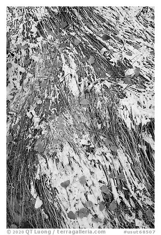 Close up of grasses, snow, and fallen leaves. Bears Ears National Monument, Utah, USA (black and white)