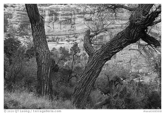 Cottonwood trunks and cliffs, Bullet Canyon. Bears Ears National Monument, Utah, USA (black and white)