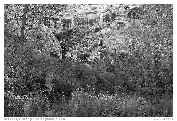 Blooms, autumn colors, and cliffs, Bullet Canyon. Bears Ears National Monument, Utah, USA (black and white)