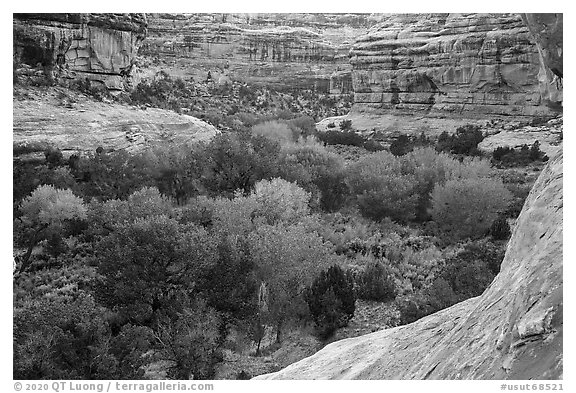 Cottonwoods in autumn color in Bullet Canyon. Bears Ears National Monument, Utah, USA (black and white)