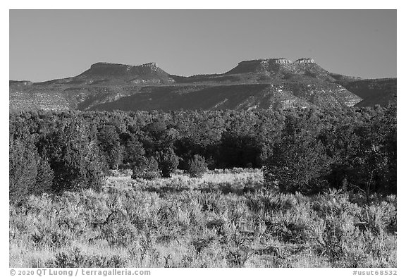 Sage, junipers, and Bears Ears Buttes. Bears Ears National Monument, Utah, USA (black and white)
