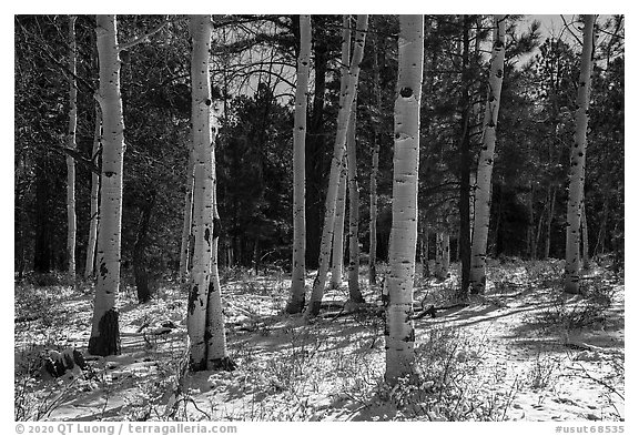 Aspen and snow, Elk Ridge. Bears Ears National Monument, Utah, USA (black and white)