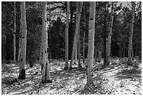 Aspen and snow, Elk Ridge. Bears Ears National Monument, Utah, USA ( black and white)