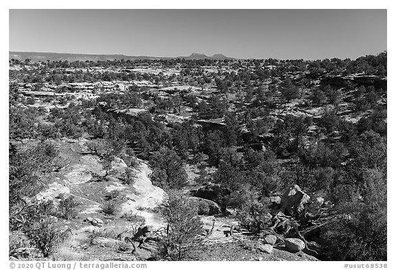 Canyons and Bears Ears Buttes in the distance. Bears Ears National Monument, Utah, USA