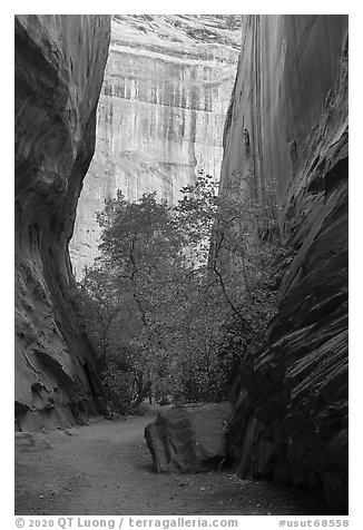 Trees in slot canyon, Long Canyon. Grand Staircase Escalante National Monument, Utah, USA (black and white)