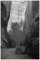 Trees in slot canyon, Long Canyon. Grand Staircase Escalante National Monument, Utah, USA ( black and white)