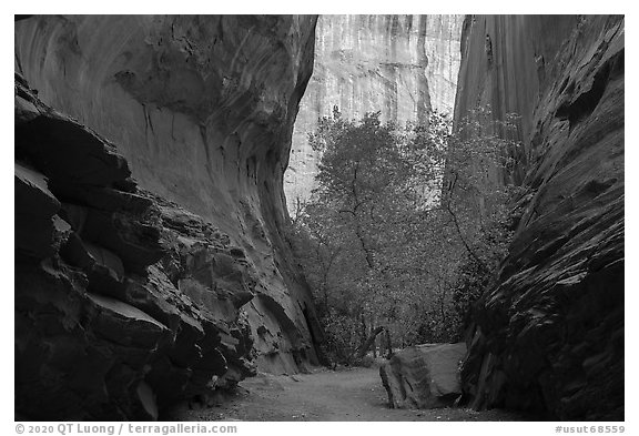 Sheer side canyon with trees, Long Canyon. Grand Staircase Escalante National Monument, Utah, USA (black and white)