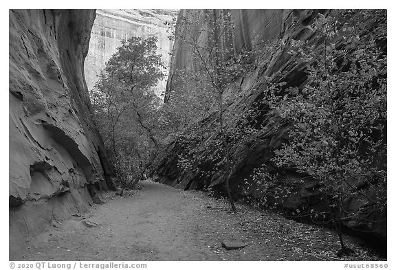 Trees in slot canyon, Long Canyon. Grand Staircase Escalante National Monument, Utah, USA (black and white)