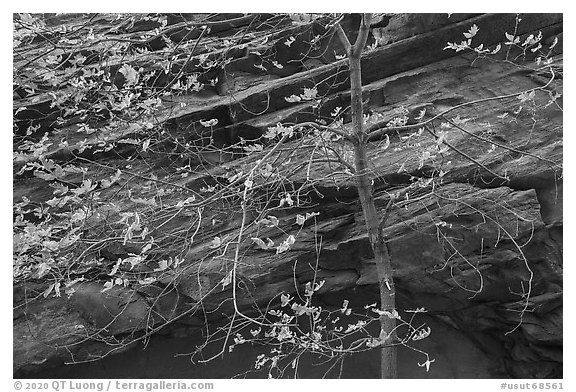 Close-up of tree in autumn foliage and rock wall, Long Canyon. Grand Staircase Escalante National Monument, Utah, USA