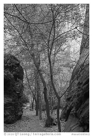 Trees in side canyon, Long Canyon. Grand Staircase Escalante National Monument, Utah, USA (black and white)
