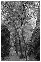 Trees in side canyon, Long Canyon. Grand Staircase Escalante National Monument, Utah, USA ( black and white)