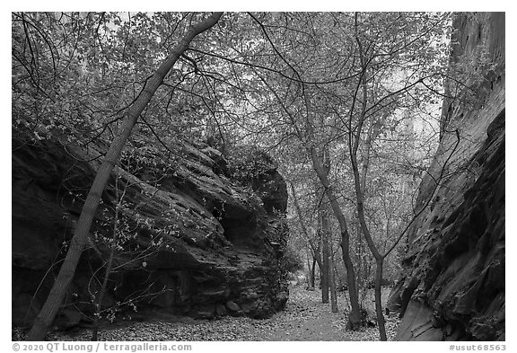 Trees in narrow side canyon of Long Canyon. Grand Staircase Escalante National Monument, Utah, USA