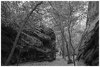 Trees in narrow side canyon of Long Canyon. Grand Staircase Escalante National Monument, Utah, USA ( black and white)