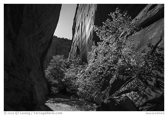 Narrow side canyon of Long Canyon sunlit with trees. Grand Staircase Escalante National Monument, Utah, USA