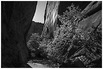 Narrow side canyon of Long Canyon sunlit with trees. Grand Staircase Escalante National Monument, Utah, USA ( black and white)