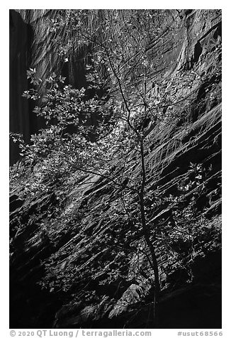 Tree and sunlit canyon wall, Long Canyon. Grand Staircase Escalante National Monument, Utah, USA (black and white)