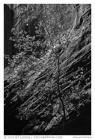 Tree and sunlit canyon wall, Long Canyon. Grand Staircase Escalante National Monument, Utah, USA (black and white)