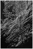 Tree and sunlit canyon wall, Long Canyon. Grand Staircase Escalante National Monument, Utah, USA ( black and white)