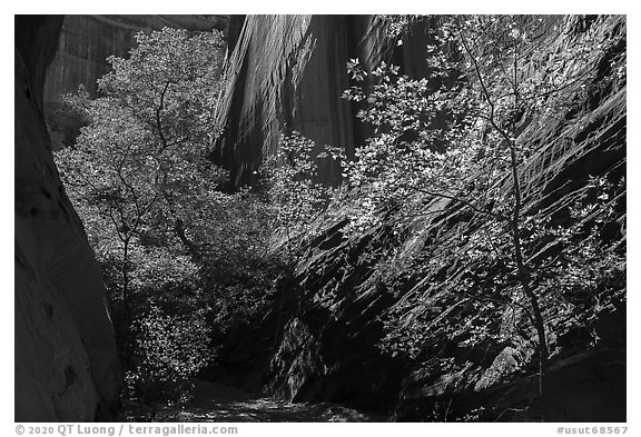 Sunlit trees in narrow canyon, Long Canyon. Grand Staircase Escalante National Monument, Utah, USA (black and white)