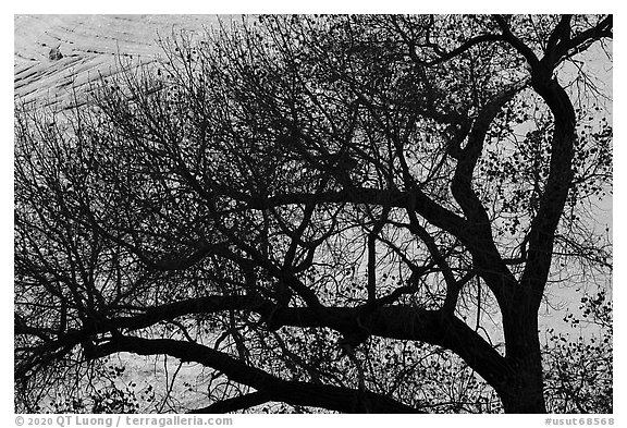 Tree silhouette and canyon wall, Long Canyon. Grand Staircase Escalante National Monument, Utah, USA (black and white)