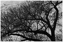 Tree silhouette and canyon wall, Long Canyon. Grand Staircase Escalante National Monument, Utah, USA ( black and white)