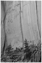 Trees and cliff with desert varnish in Kayenta Sandstone, Long Canyon. Grand Staircase Escalante National Monument, Utah, USA ( black and white)