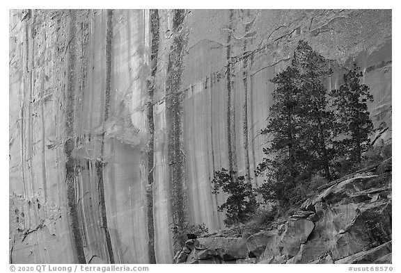 Desert varnish striations and pine trees, Long Canyon. Grand Staircase Escalante National Monument, Utah, USA