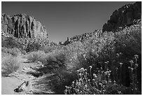 Blooms and wash in Long Canyon. Grand Staircase Escalante National Monument, Utah, USA ( black and white)