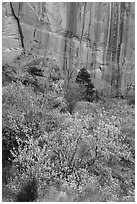 Trees in fall foliage and cliffs with desert varnish, Long Canyon. Grand Staircase Escalante National Monument, Utah, USA ( black and white)