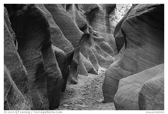 Willis Creek slot canyon. Grand Staircase Escalante National Monument, Utah, USA (black and white)