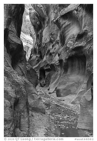 Slot canyon with Willis Creek flowing. Grand Staircase Escalante National Monument, Utah, USA (black and white)