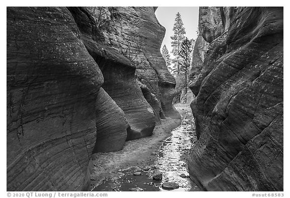 Willis Creek narrows framing pine trees. Grand Staircase Escalante National Monument, Utah, USA